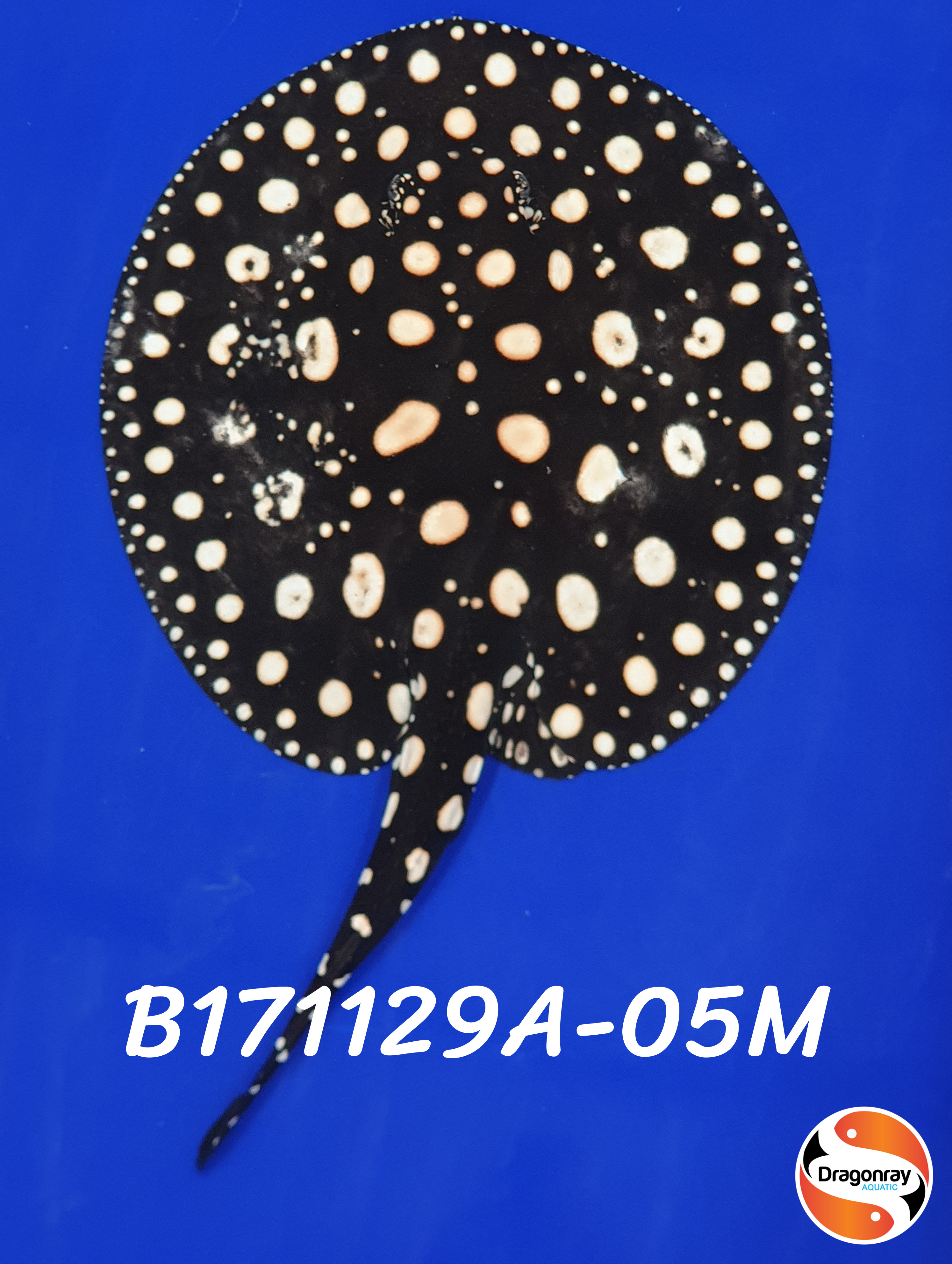 B171129A-05M
